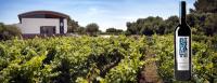 Menorquin y Bodegas Binifadet, un tandem perfecto para disfrutar el mar y saborear el vino de la tierra de Menorca