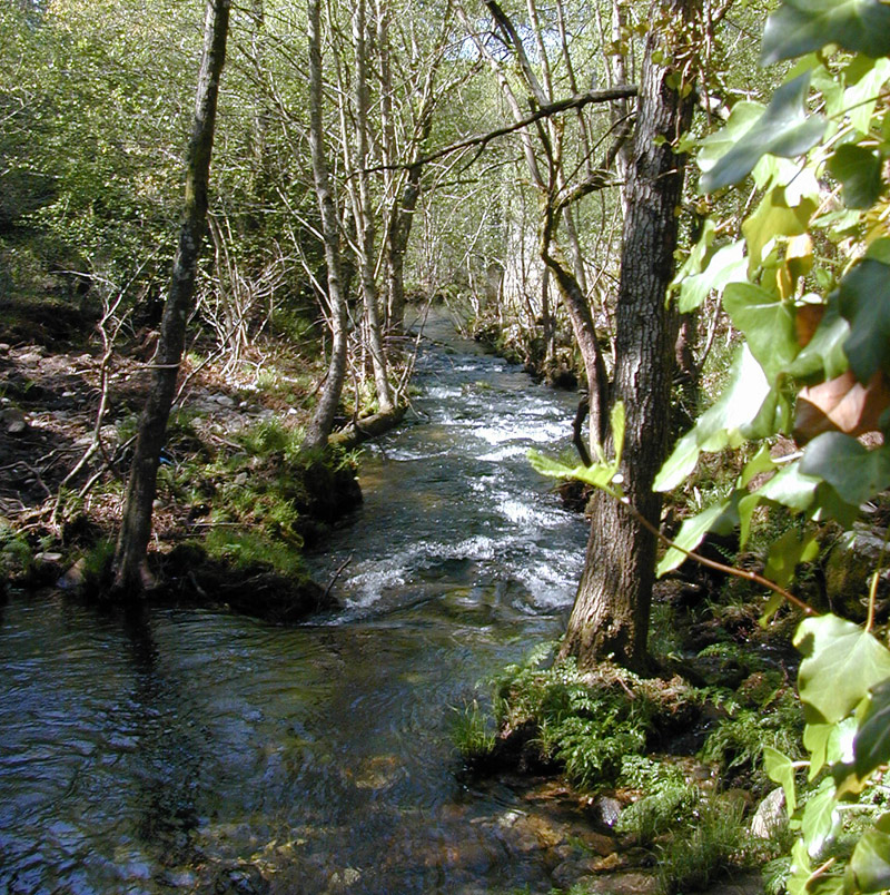 Río Almofrei. Pontevedra Río Almofrei. Pontevedra