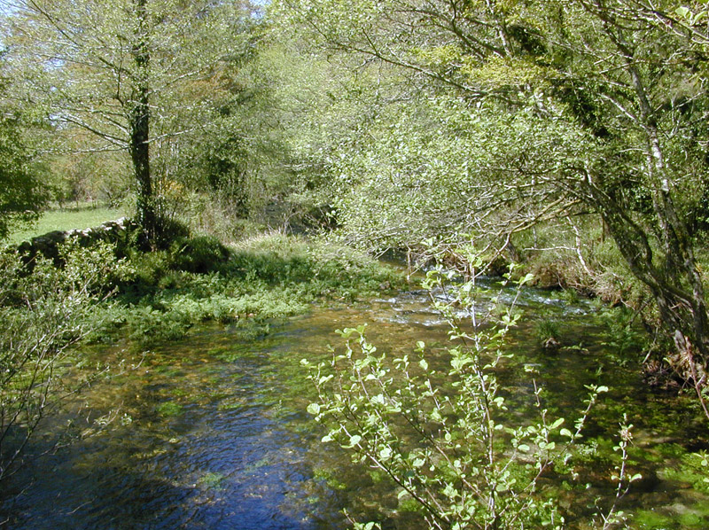 Río Almofrei. Pontevedra Río Almofrei. Pontevedra