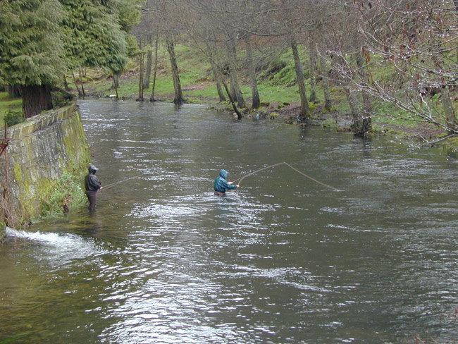 Pescando a cola de rata en el coto sin muerte Pescando a cola de rata en el coto sin muerte