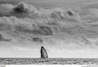 El viento marca el ritmo en la final de 52 Super Series en Casçais